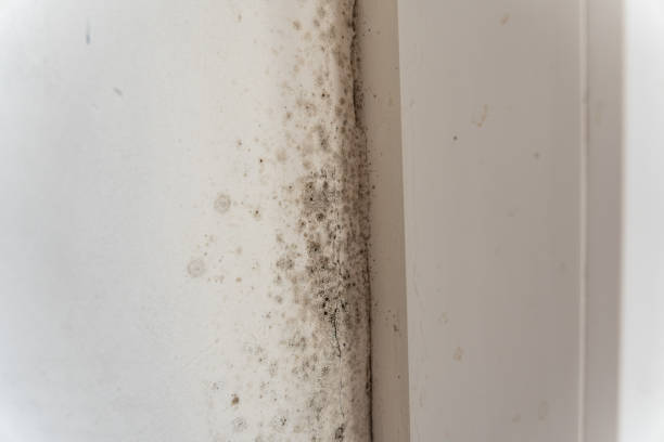Best Attic Mold Removal  in Ladera Heights, CA