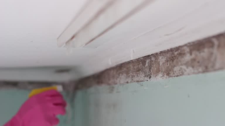 Best Mold Remediation for Healthcare Facilities  in Ladera Heights, CA