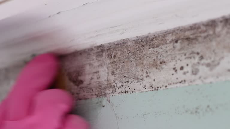 Mold Remediation for Rental Properties in Ladera Heights, CA